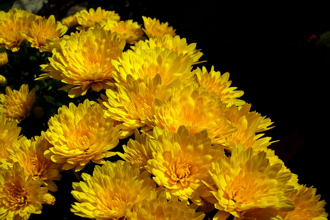 flowers  chrysanthemum  yellow free photo