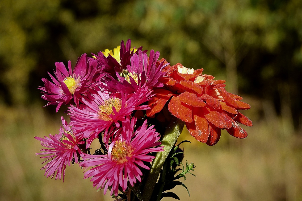 flowers  bouquet  colorful free photo