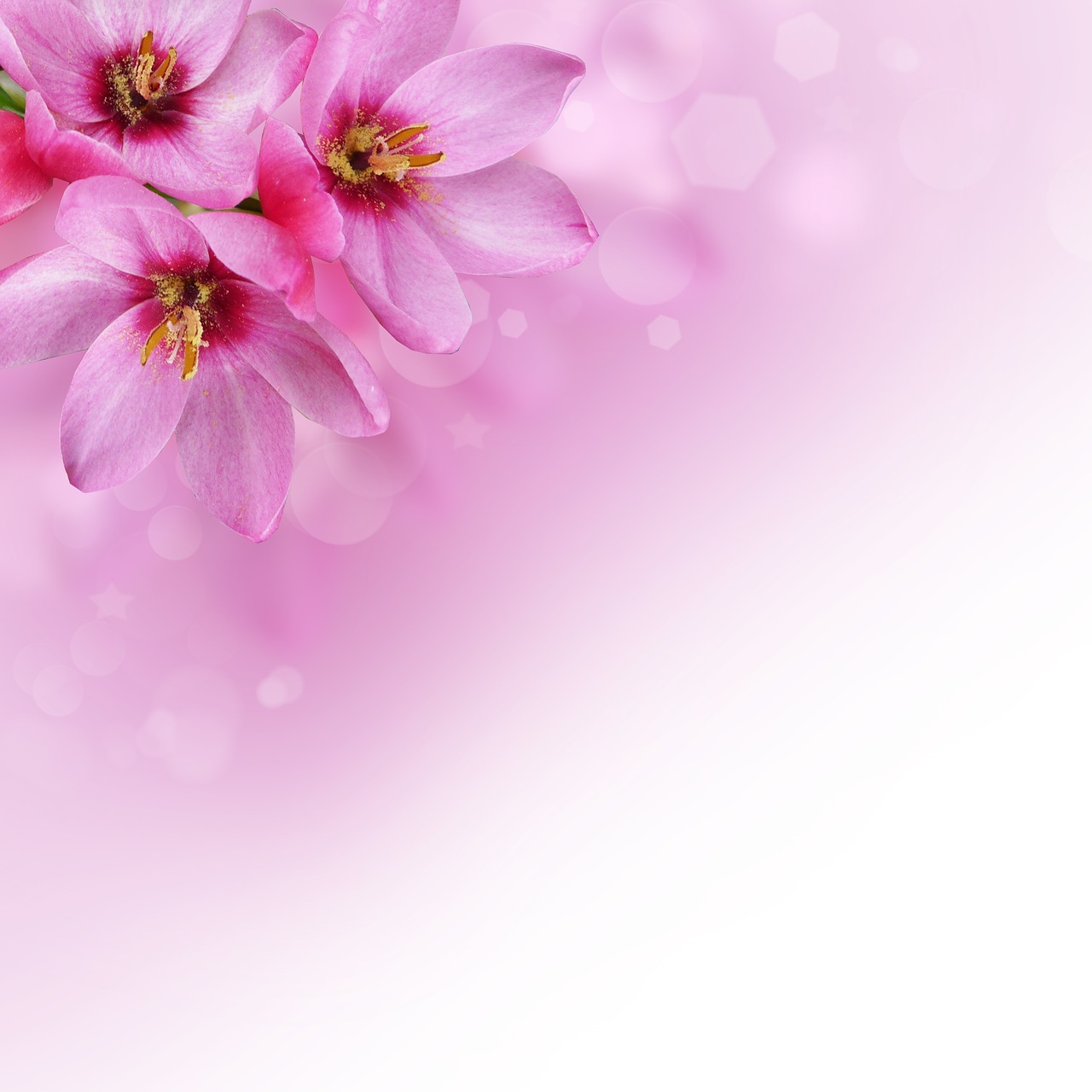 flowers  background image  pink free photo