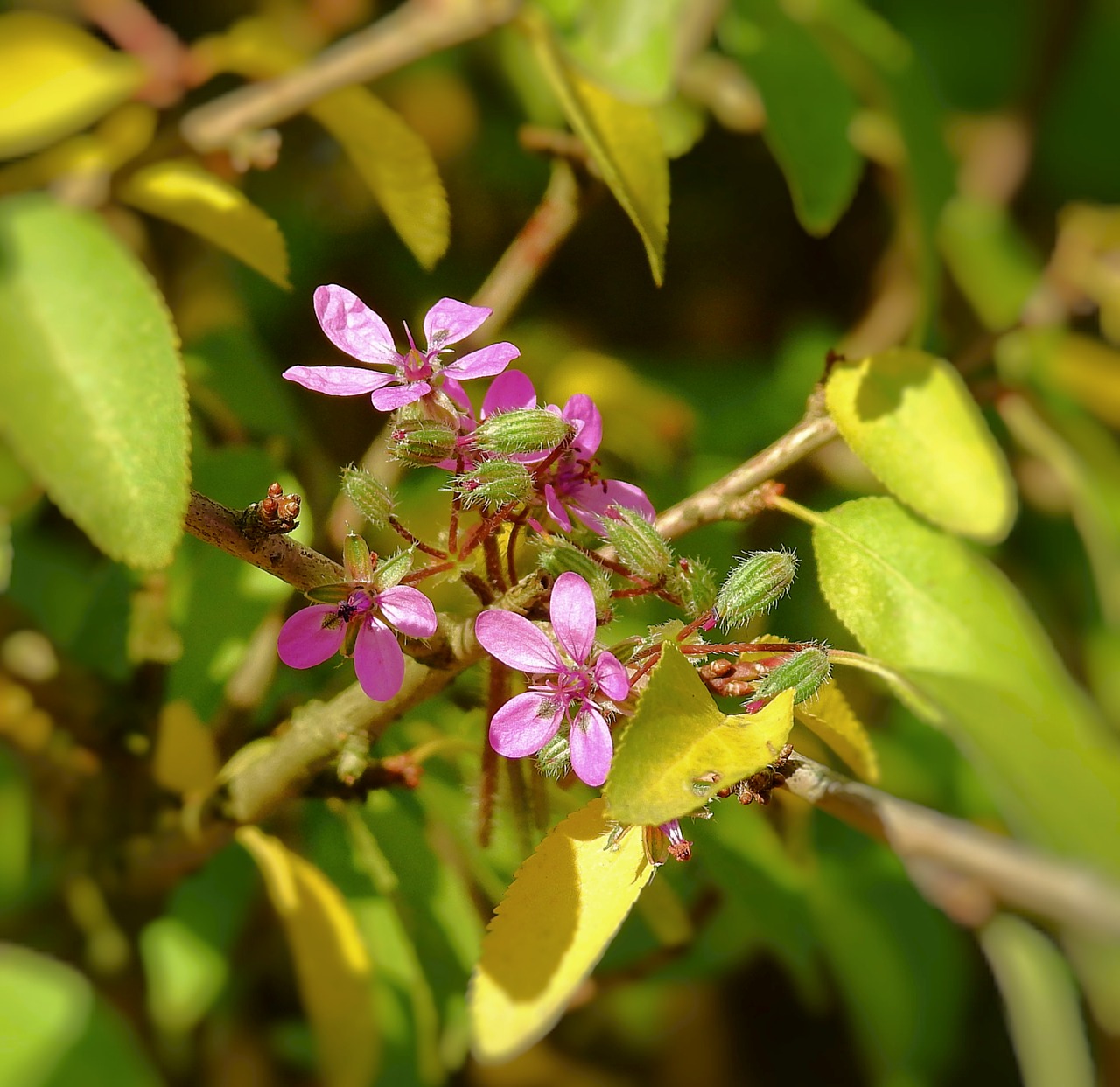 flowers  nature  autumn free photo