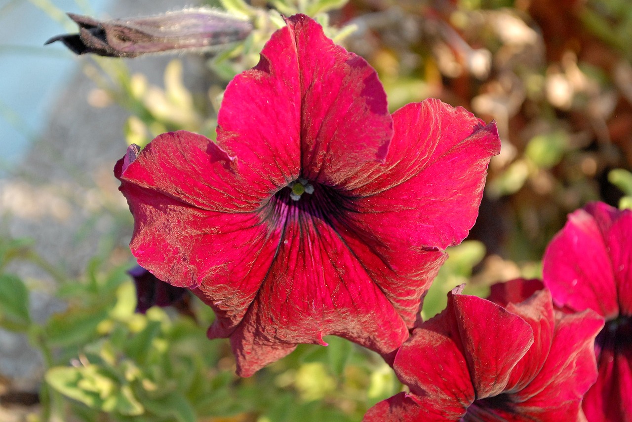 flowers  petunias  garden free photo