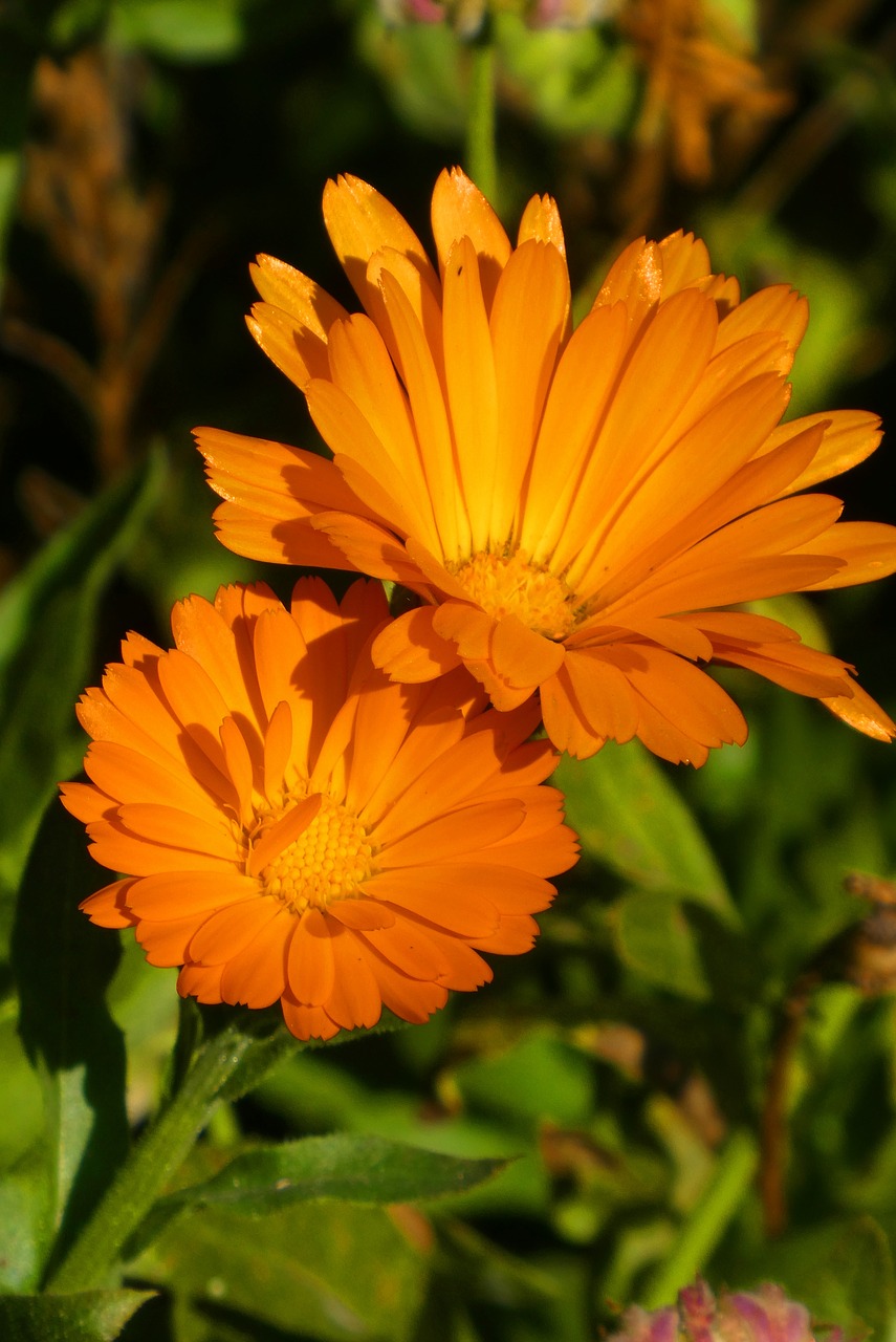 flowers  bloom  orange free photo