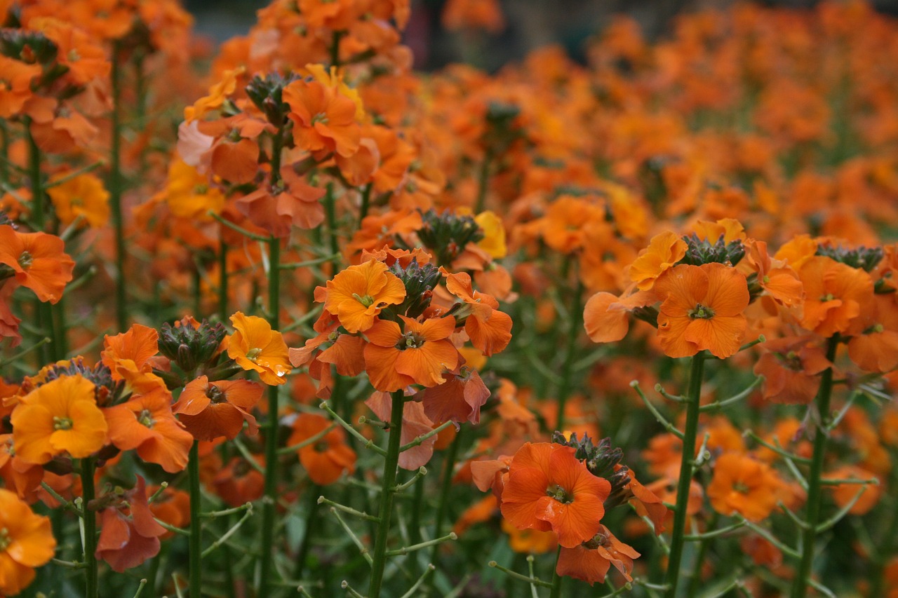 flowers  orange  nature free photo