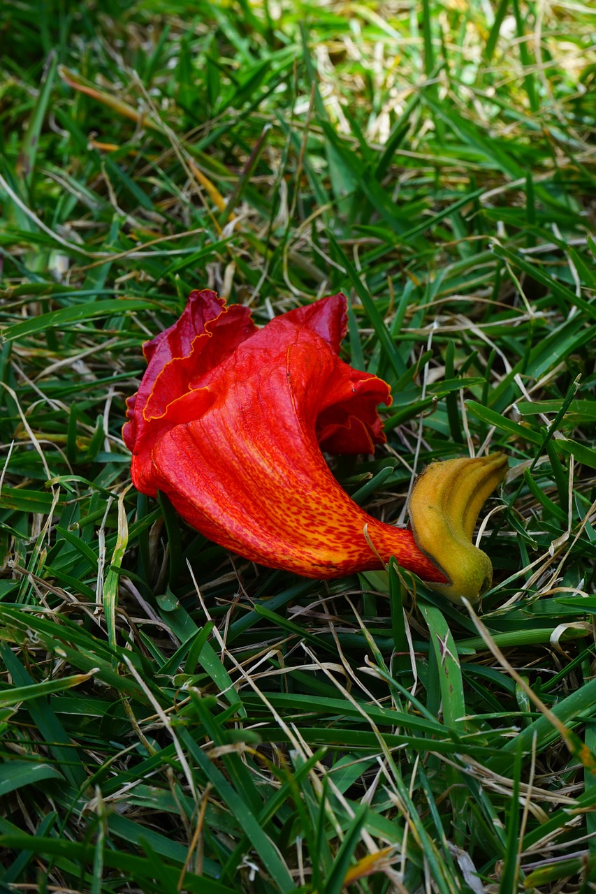 flowers red african tulpenbaum free photo