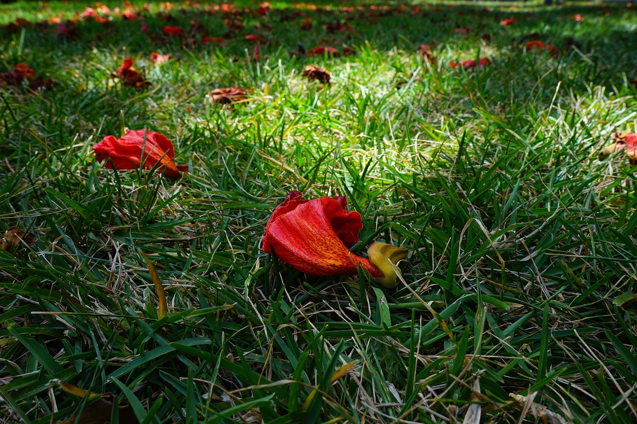 flowers red african tulpenbaum free photo
