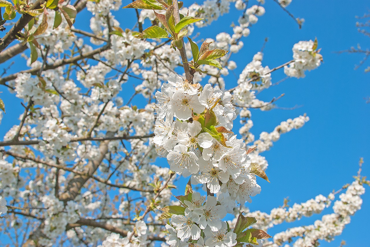 flowers  cherry blossom  spring free photo