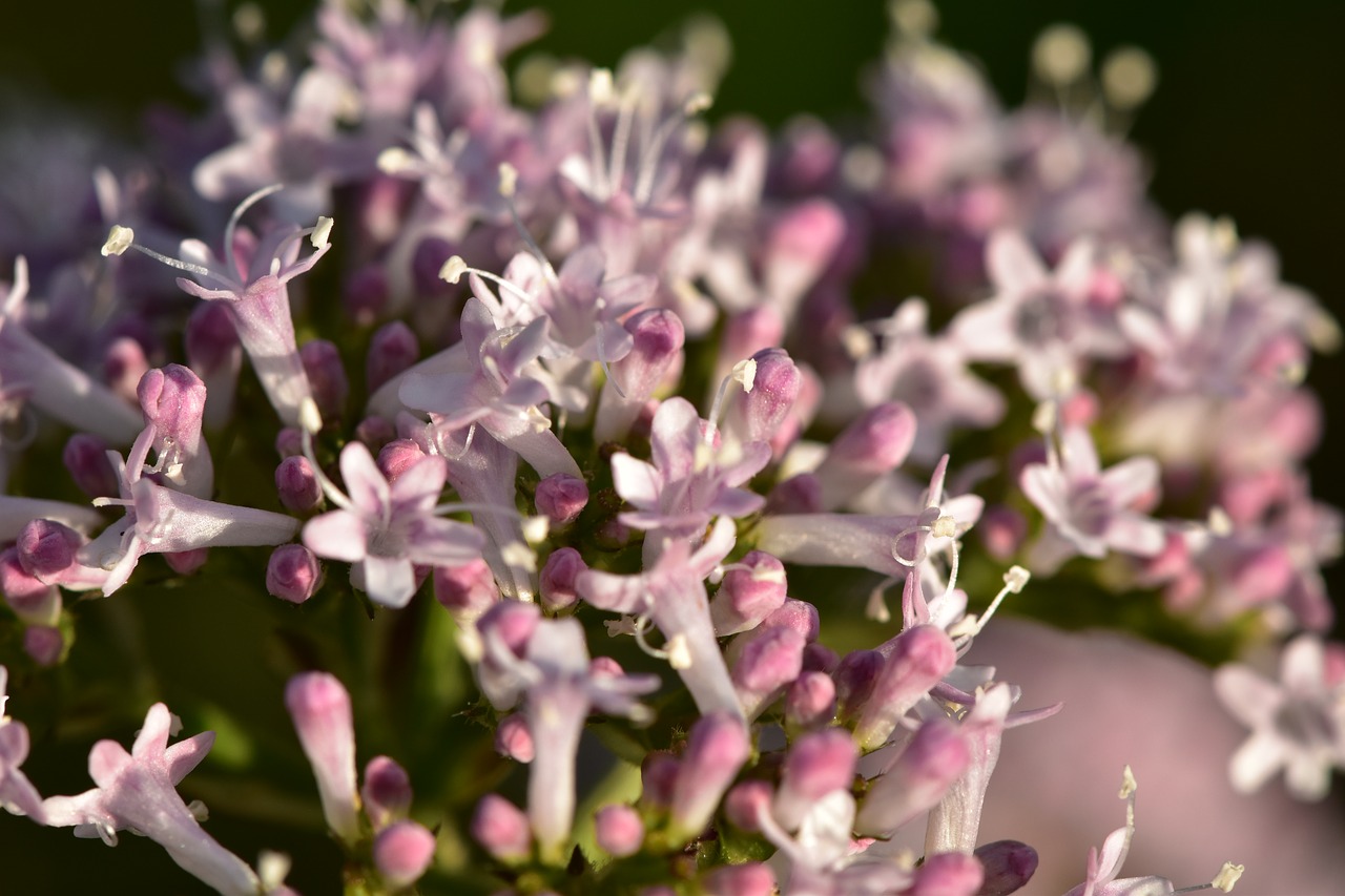 flowers  pink  nature free photo