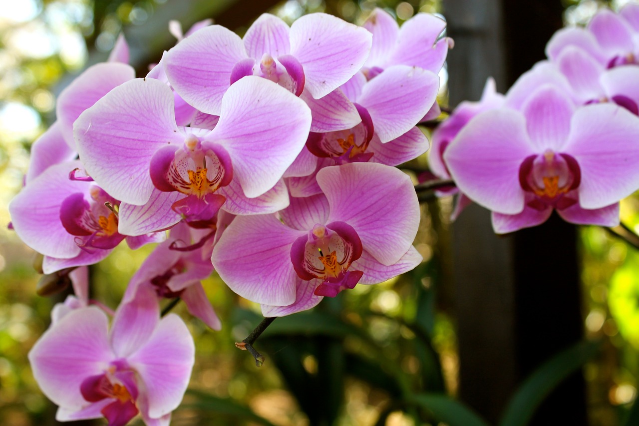 flowers  exotic  orchids free photo