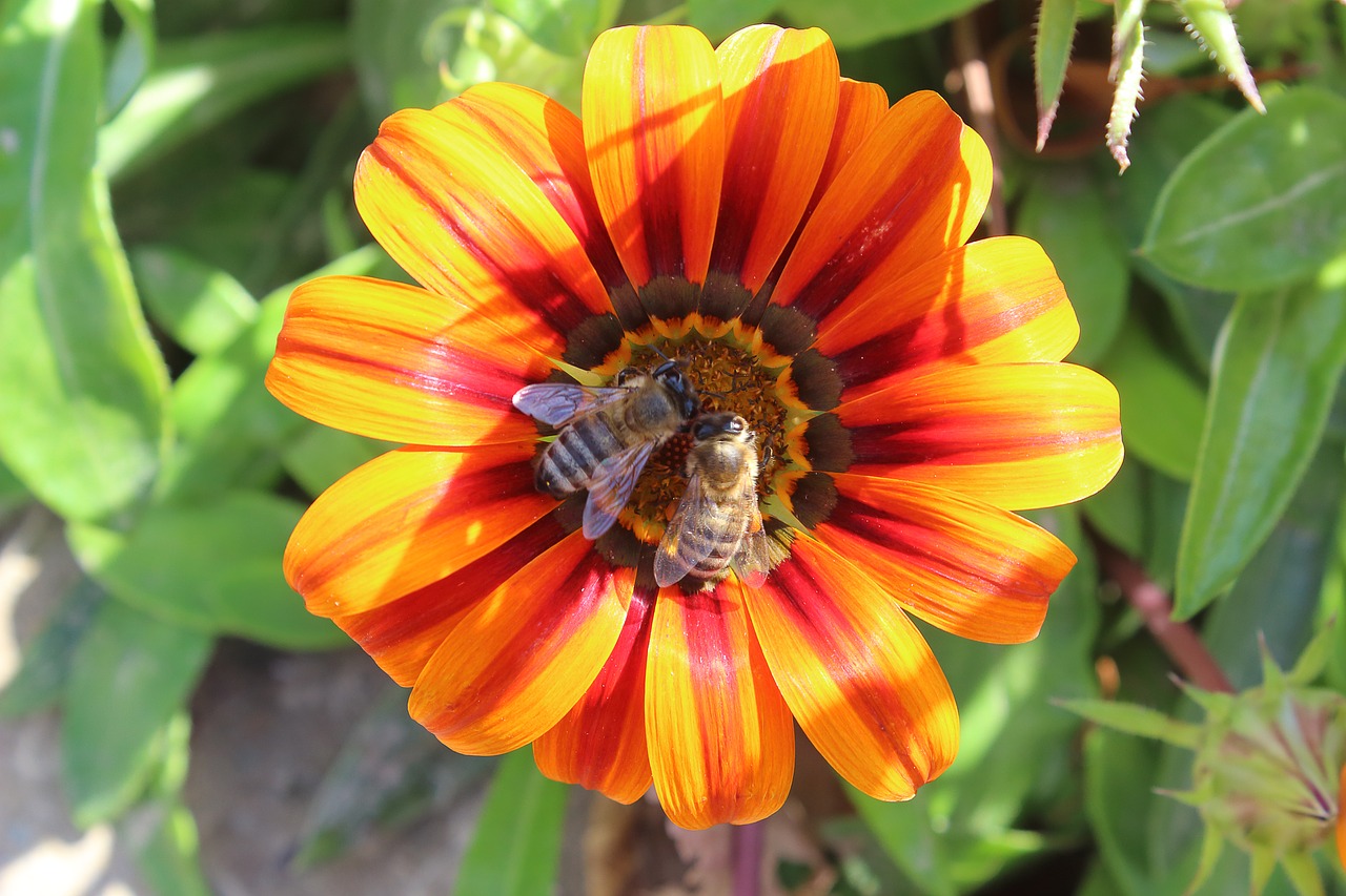 flowers  bees  pollen free photo