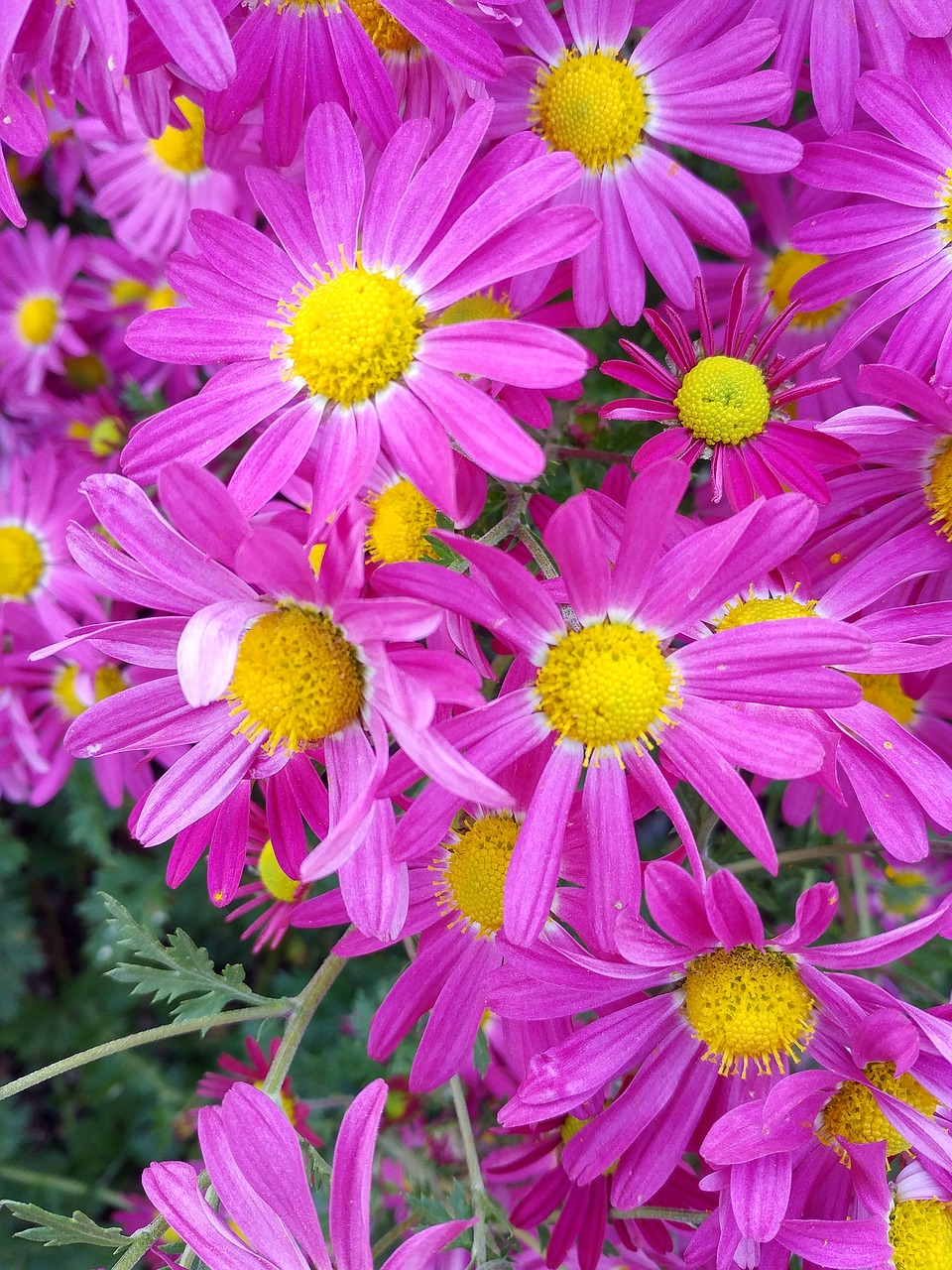 flowers  yellow  autumn free photo