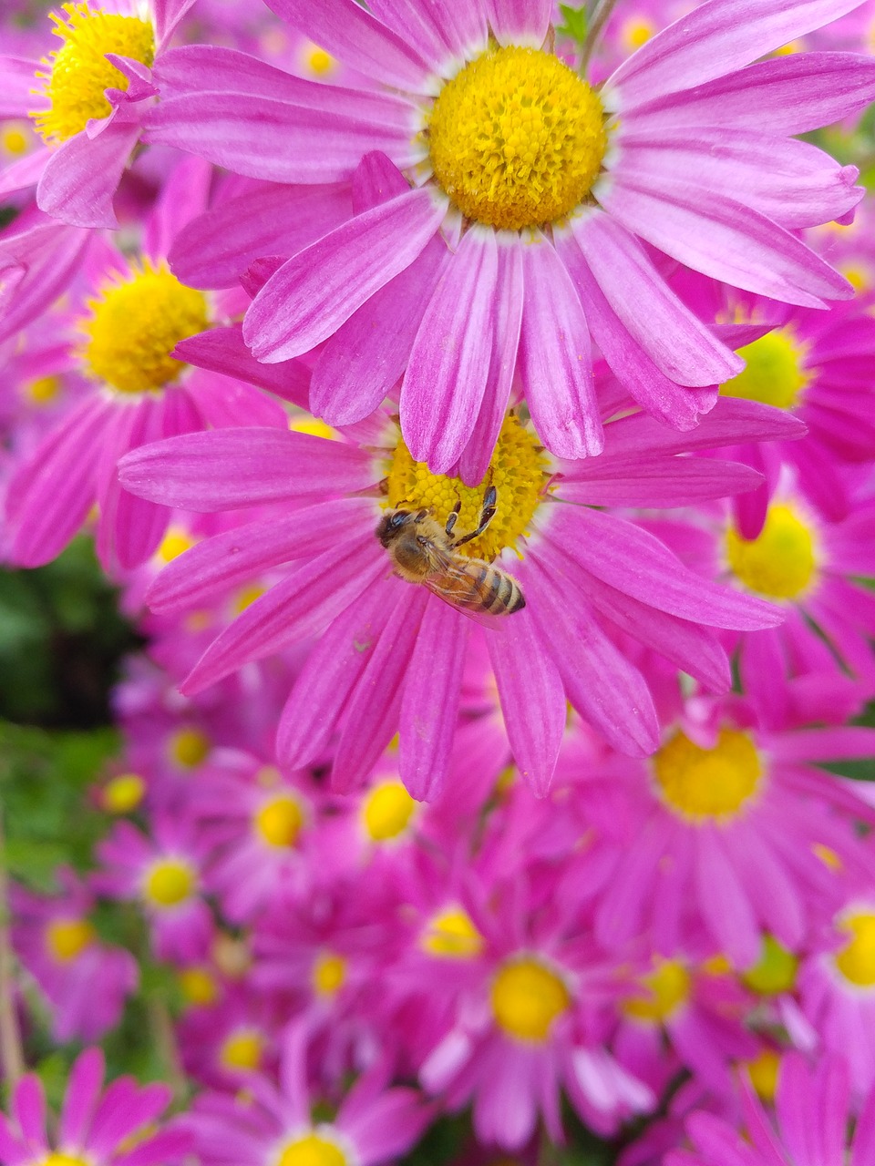 flowers  yellow  autumn free photo