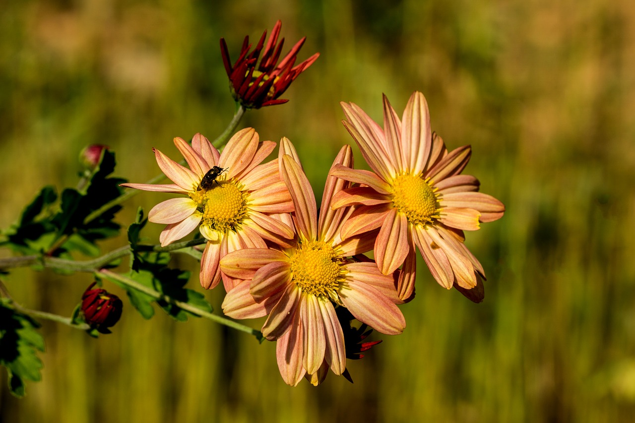 flowers  paris  macro free photo