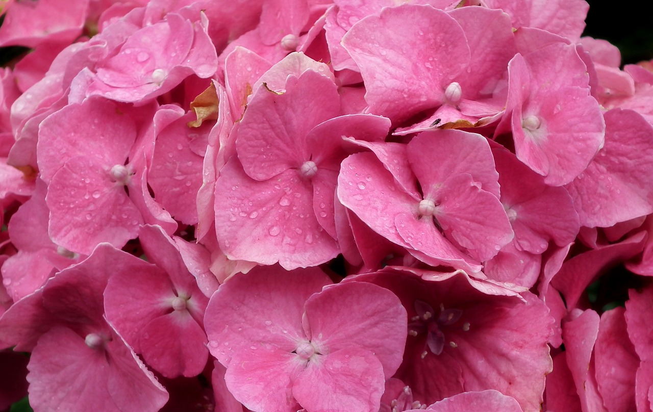 flowers  hydrangea  pink free photo