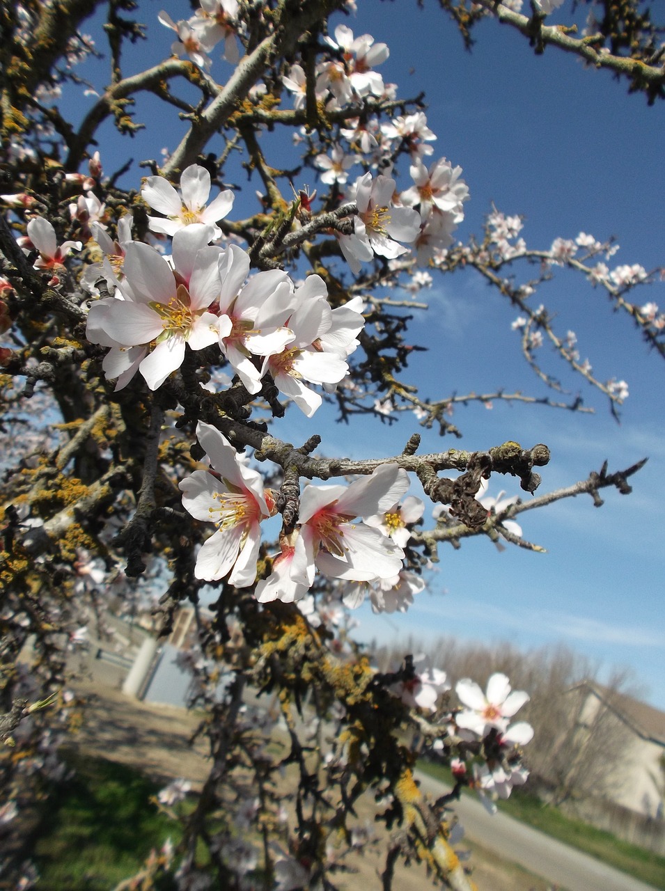 flowers  blossoms  spring free photo