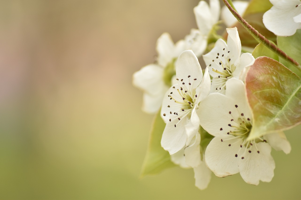 flowers  nature  cherry blossom free photo