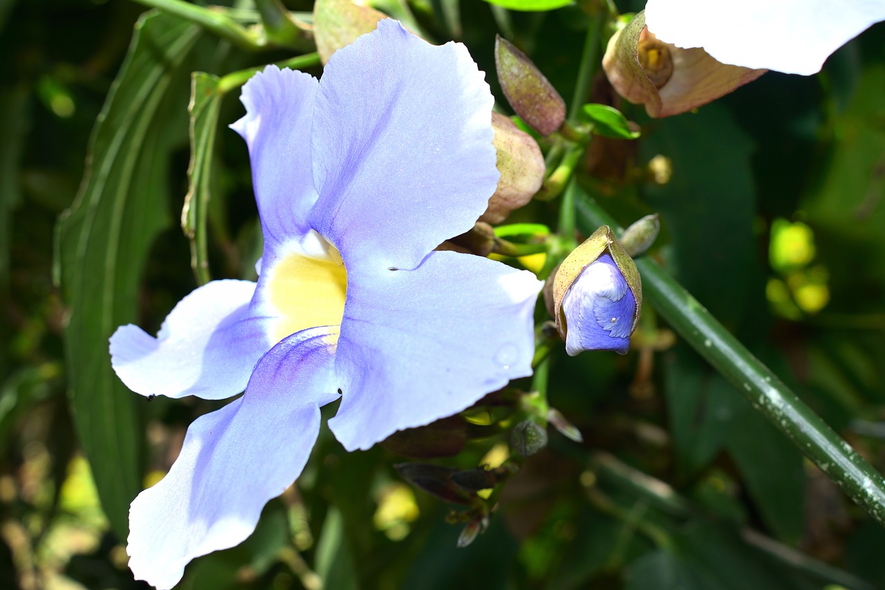 flowers  garden  plant free photo