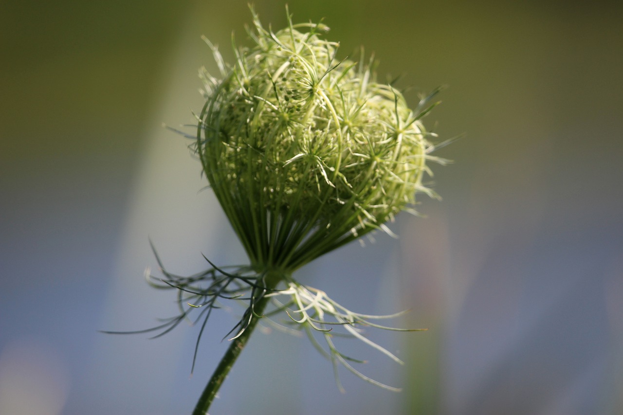 flowers  weeds  nature free photo