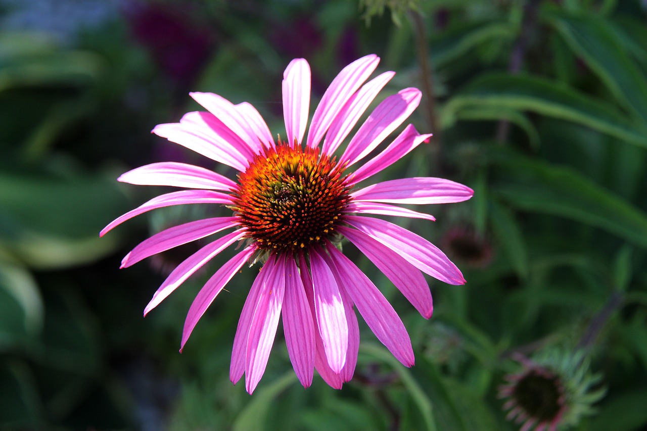 flowers  pink  nature free photo