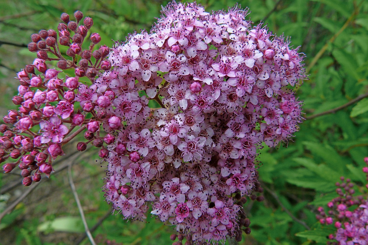 flowers nature macro free photo