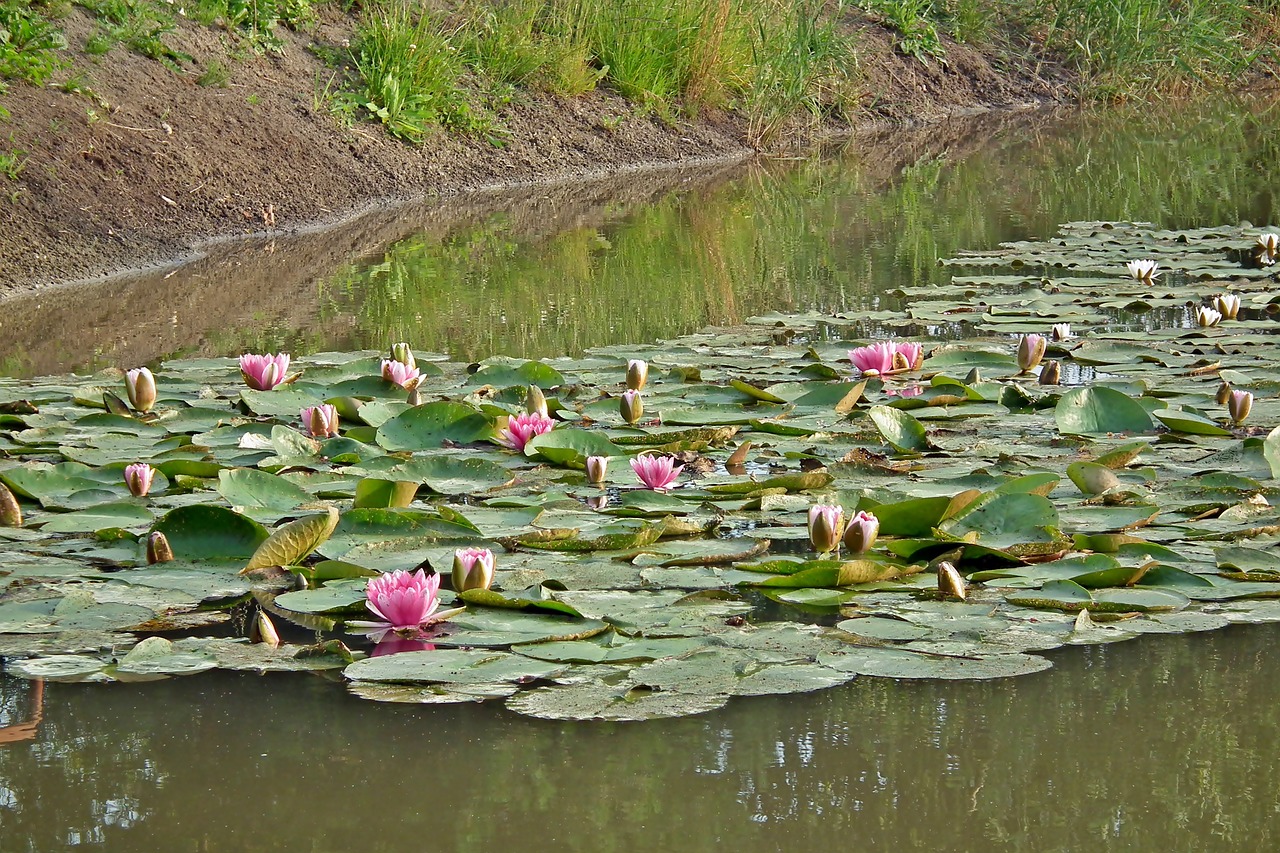 flowers  water lilies  pond free photo