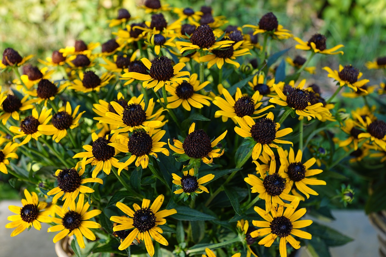 flowers  yellow  color free photo