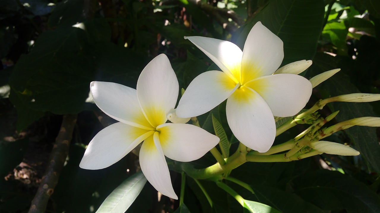 flowers  white  nature free photo