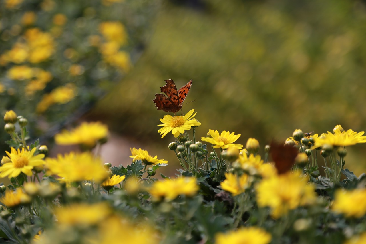 flowers  nature  plants free photo