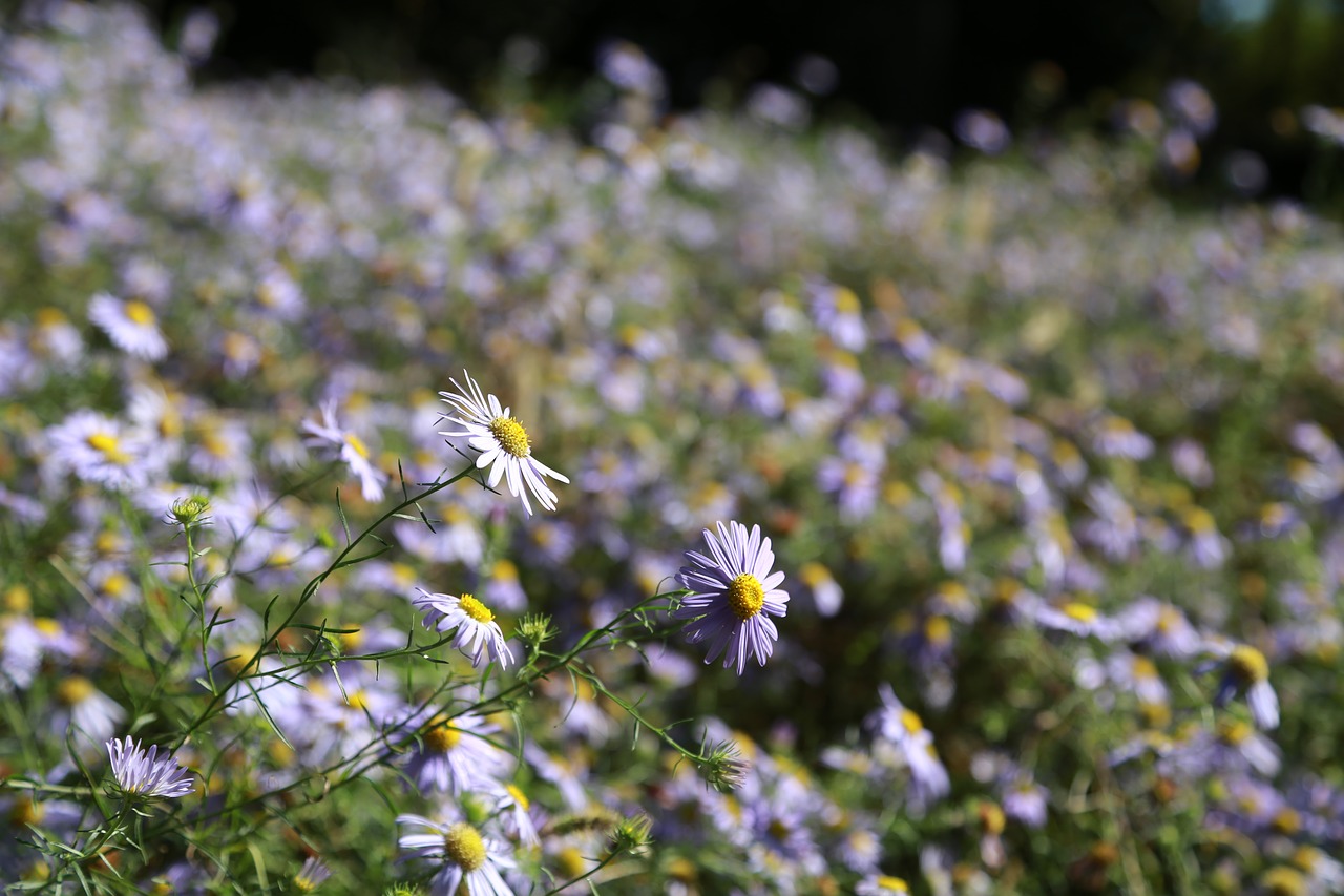 flowers  nature  plants free photo