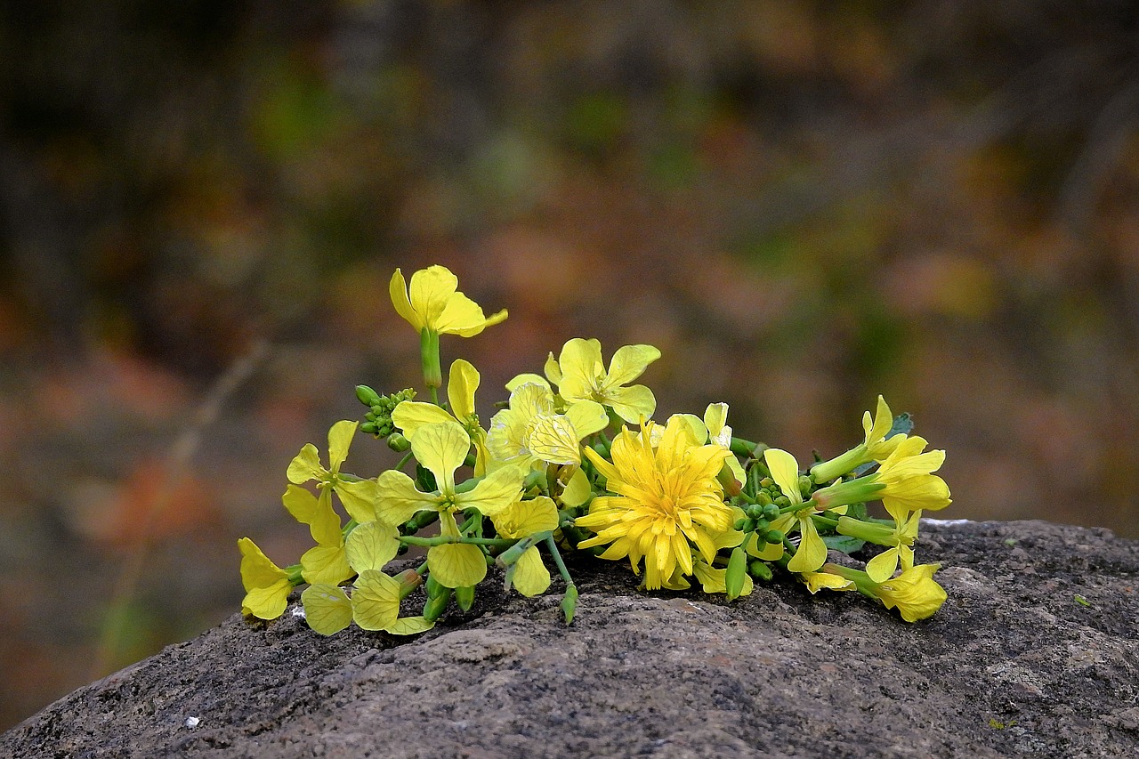 flowers  yellow  autumn free photo