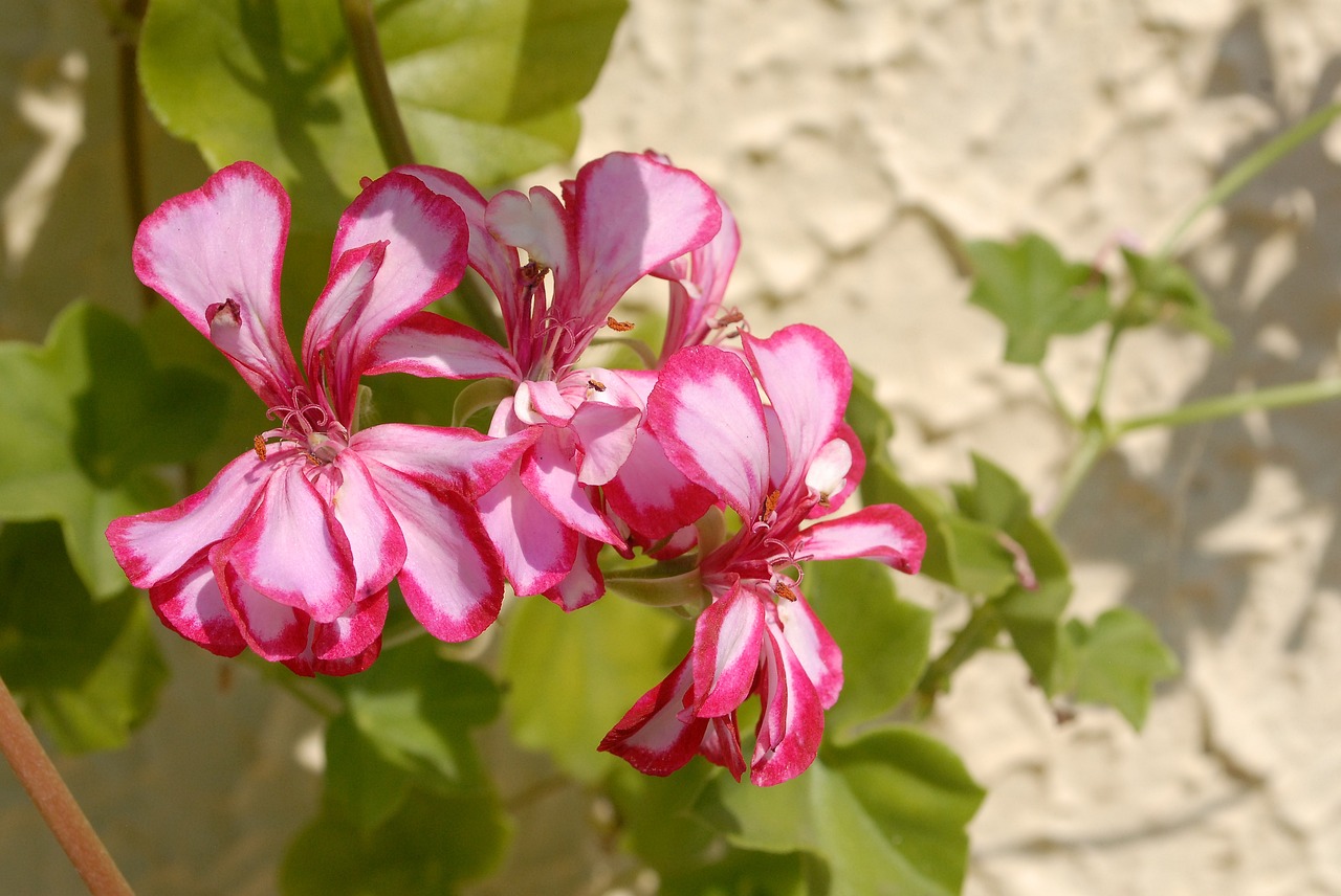 flowers  sunny day  garden free photo