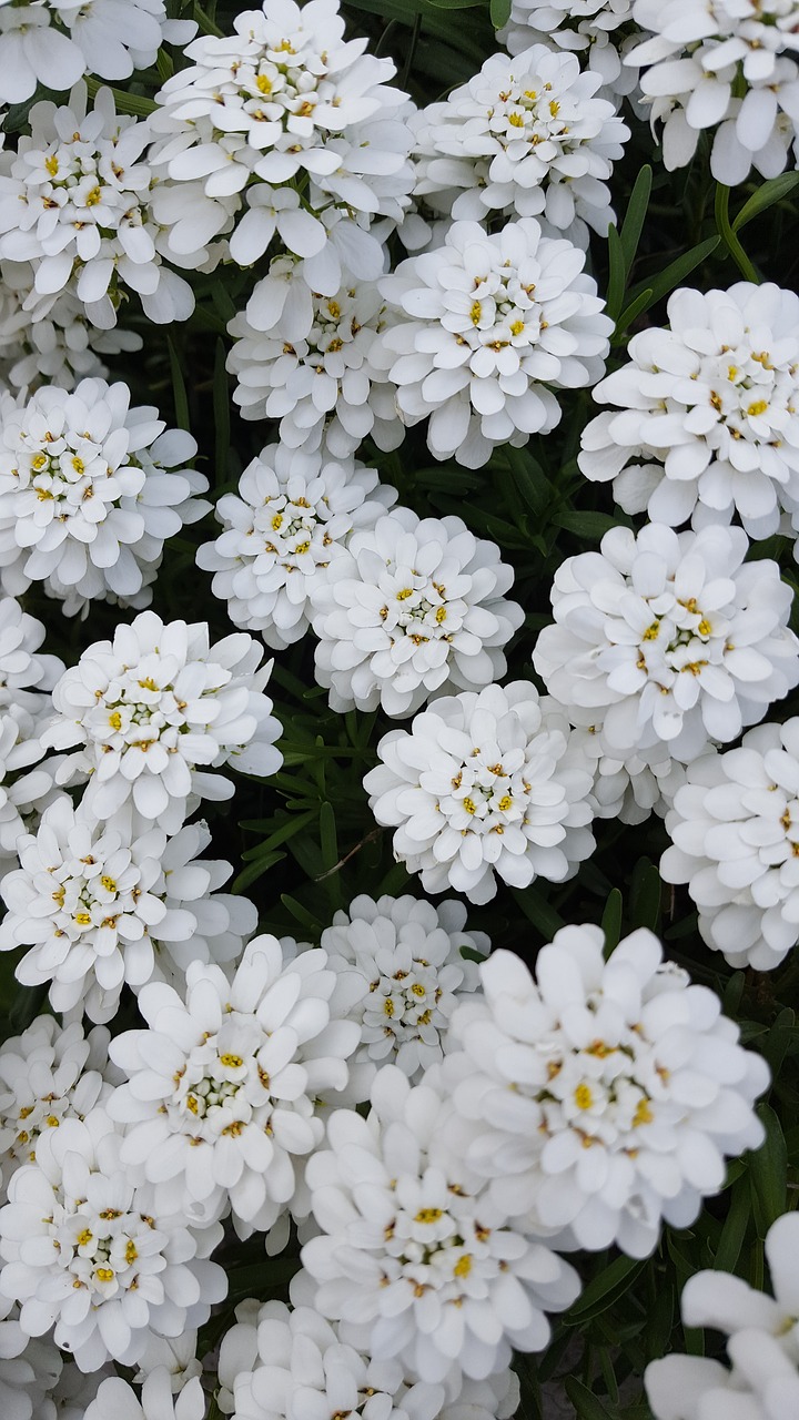 flowers  white  nature free photo