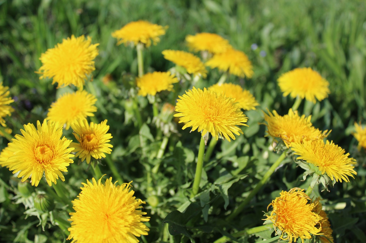 flowers  dandelion  nature free photo