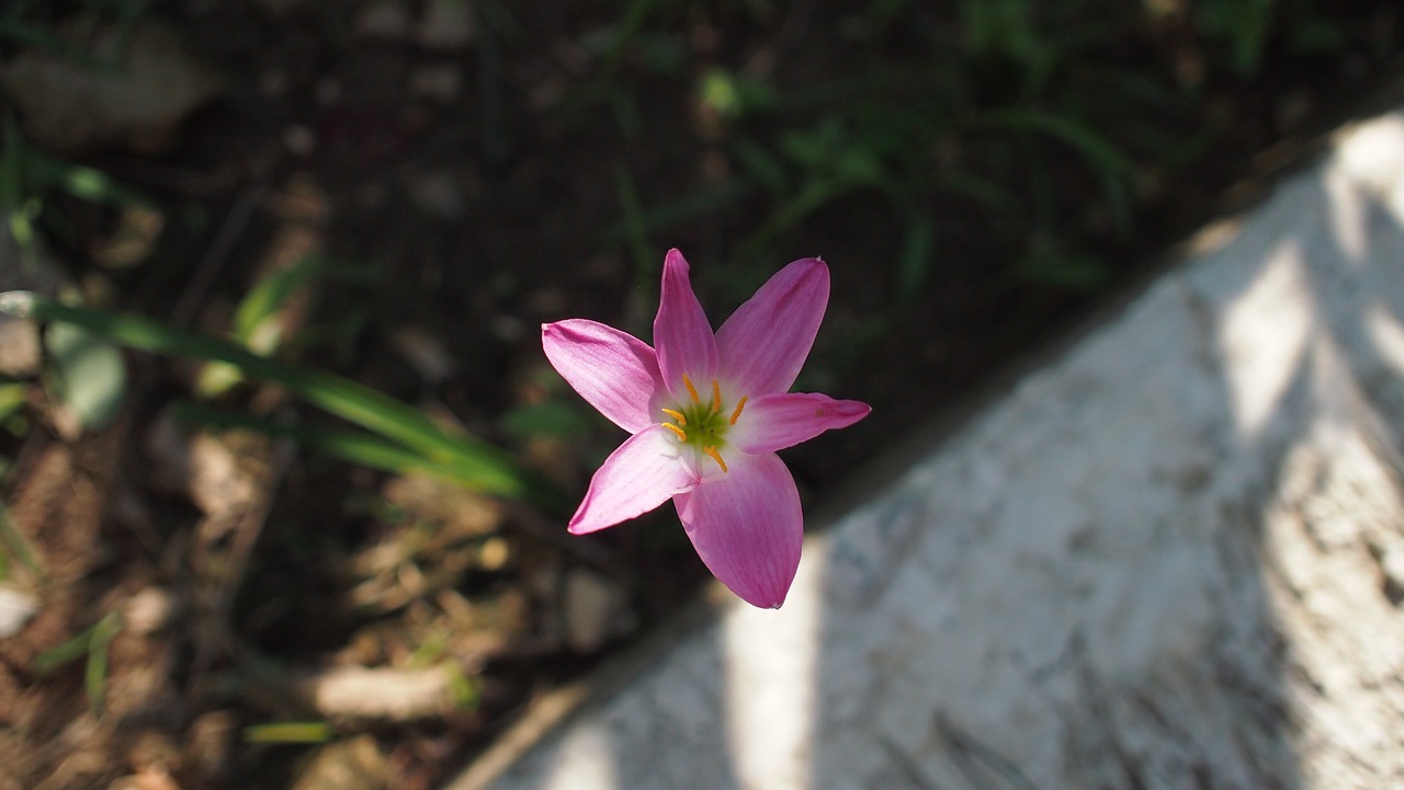 flowers  flower  purple free photo