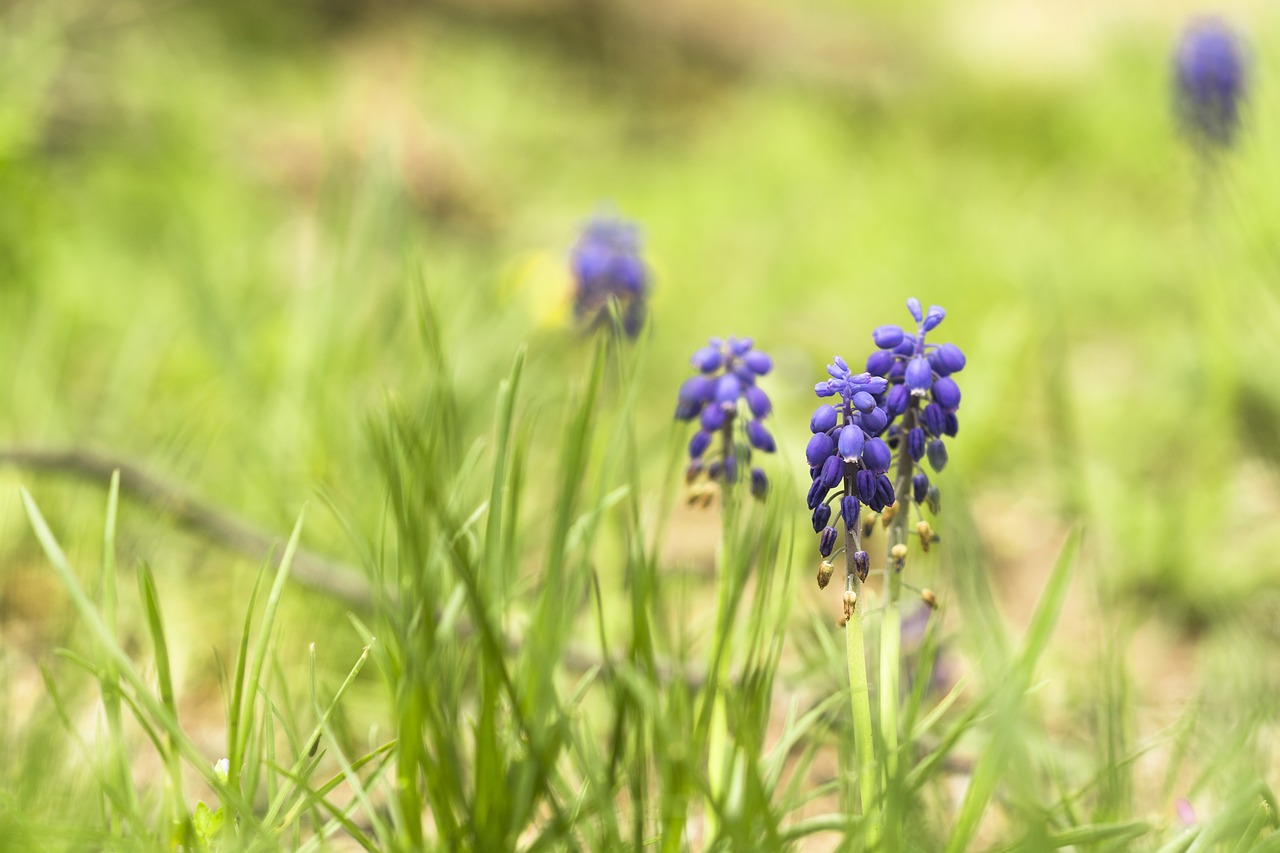 flowers  nature  green free photo