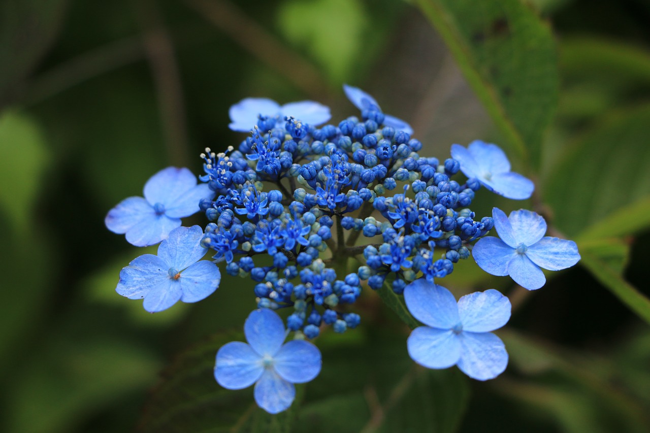 flowers blue summer free photo