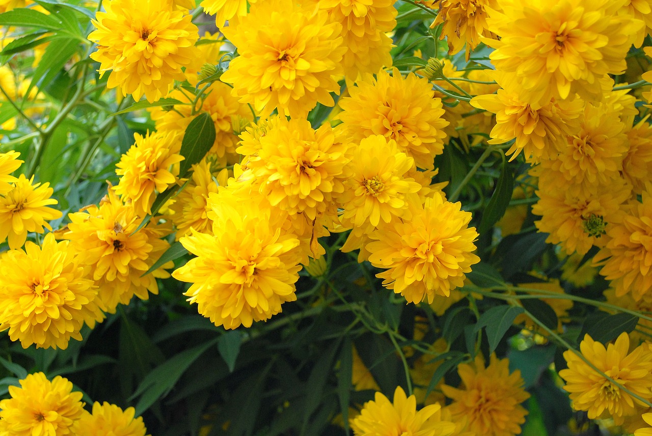 flowers  yellow  yellow flowers free photo