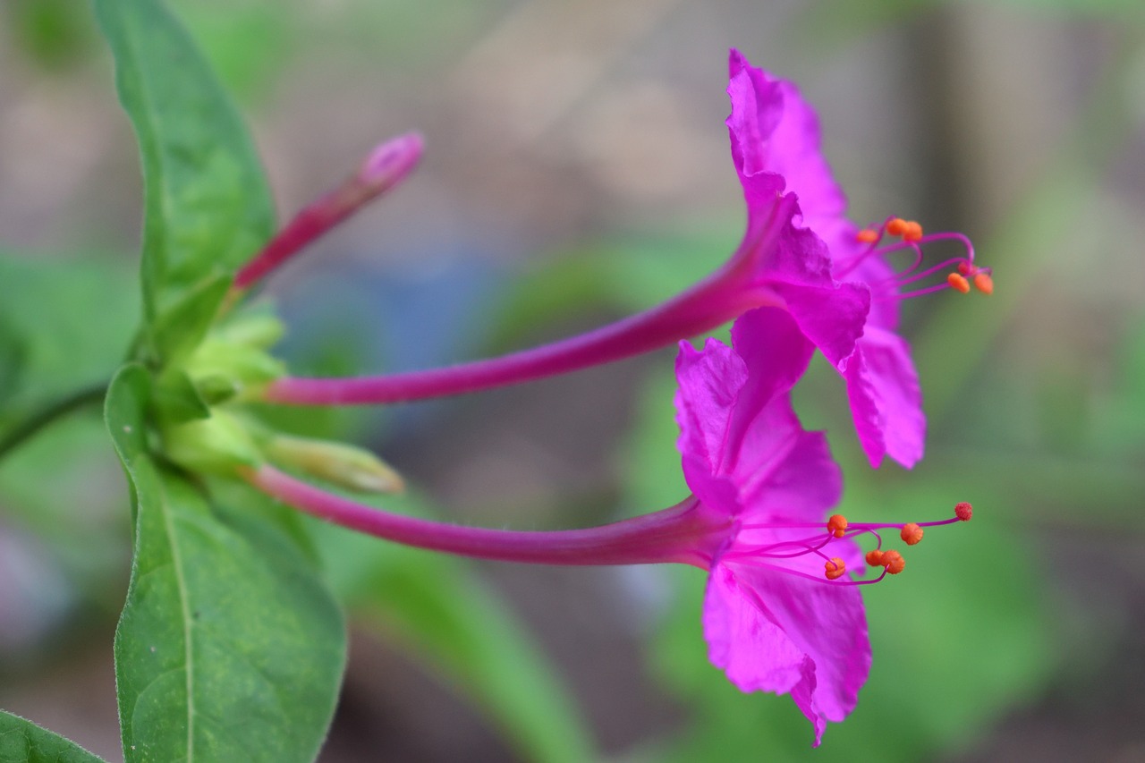 flowers  petal  garden free photo