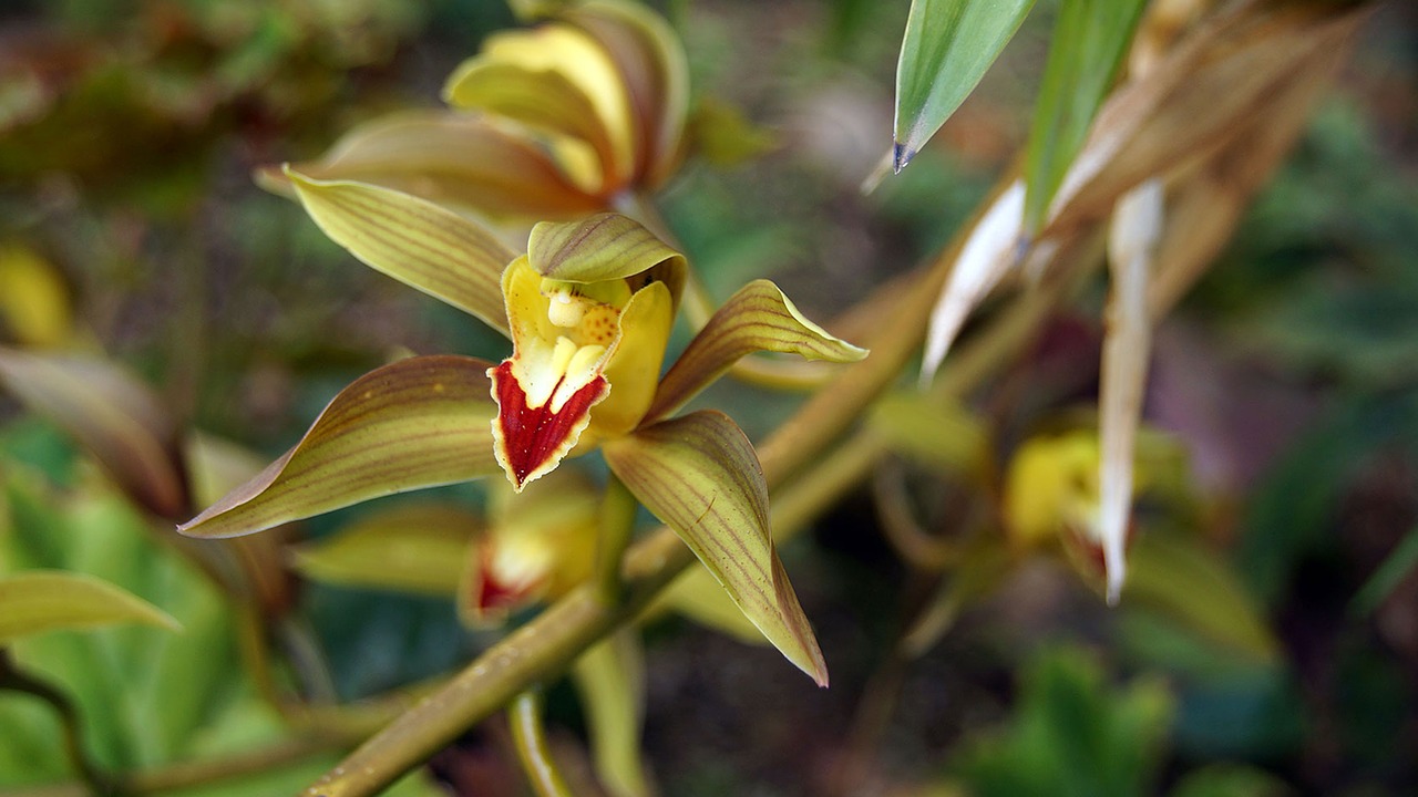 flowers  plant  nature free photo