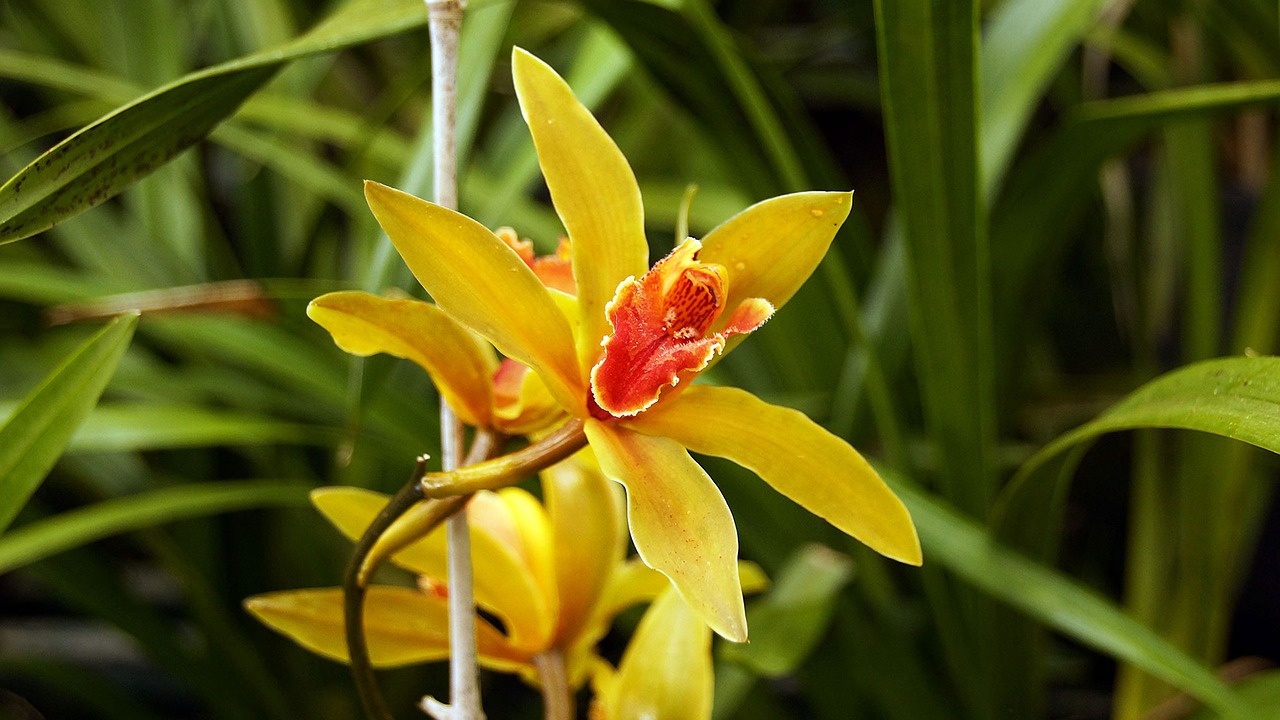 flowers  plant  nature free photo