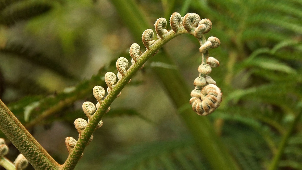 flowers  plant  nature free photo