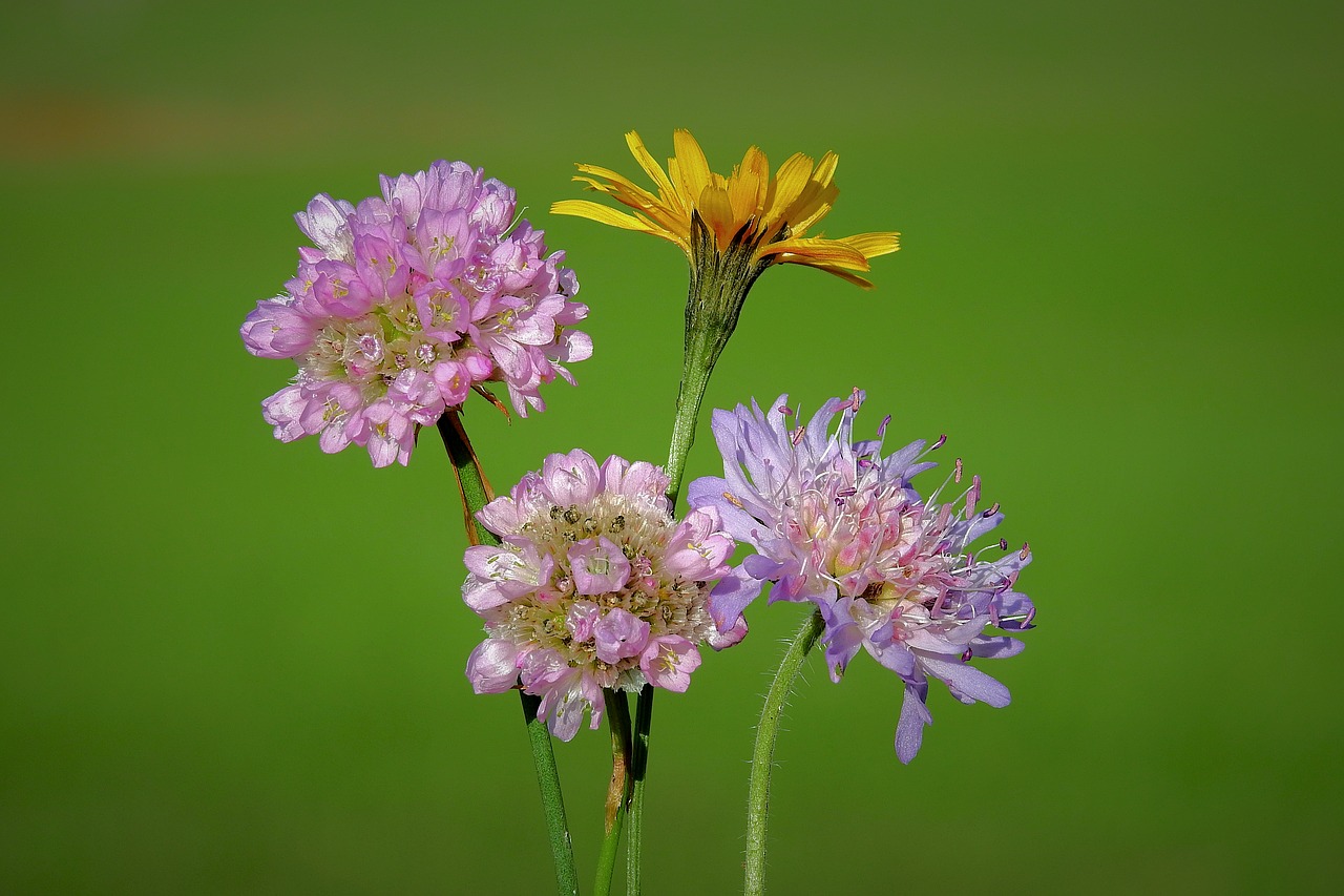 flowers  the background  figure free photo