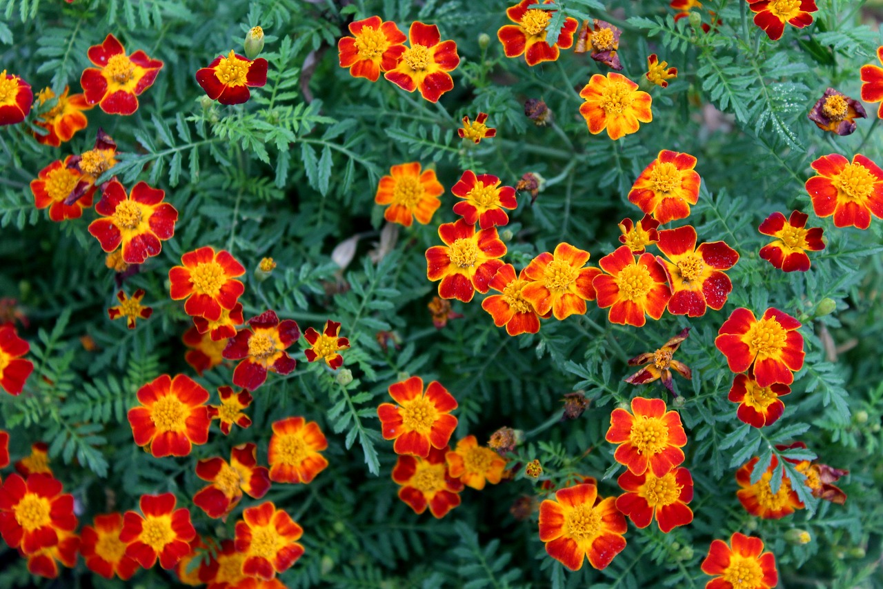 flowers  marigold  tiny flowers free photo