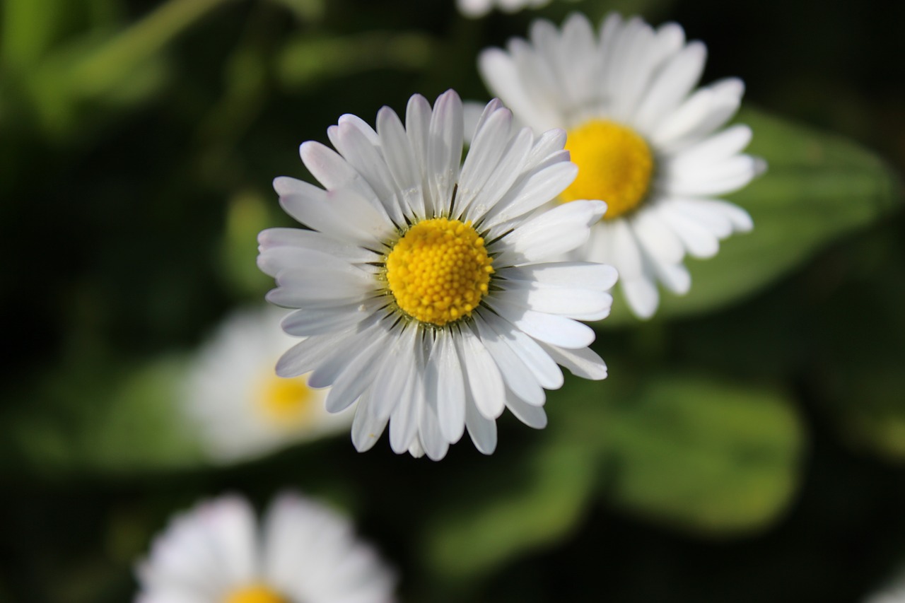 flowers  daisies  nature free photo