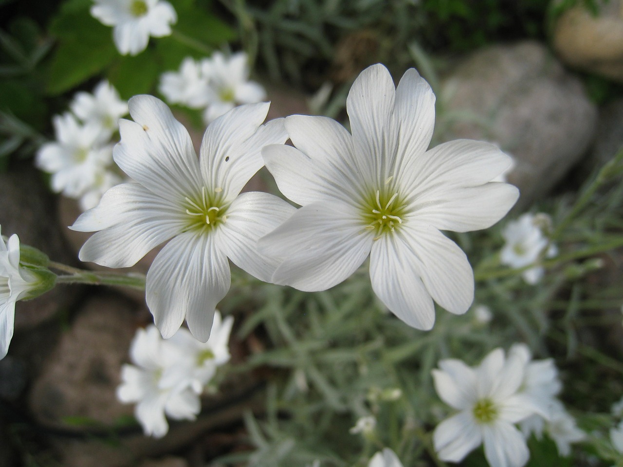 flowers white summer garden free photo