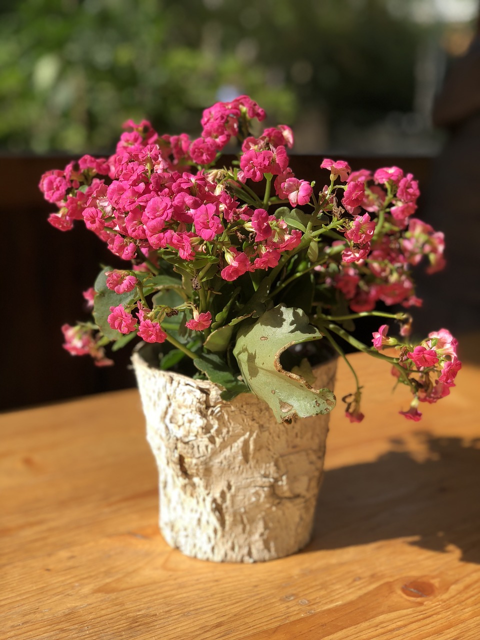 flowers  flower pot  kalanchoe free photo