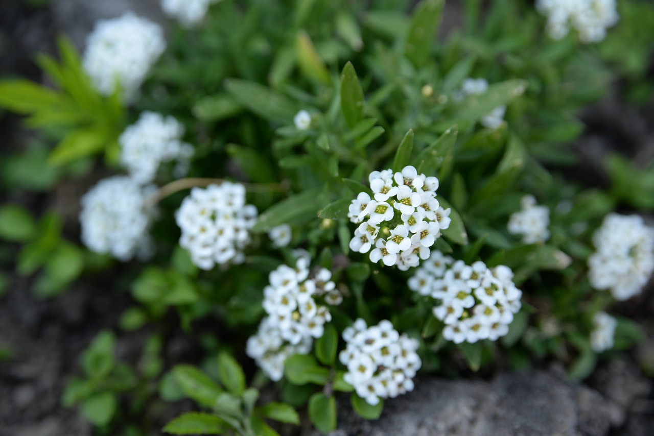 flowers  flower  nature free photo