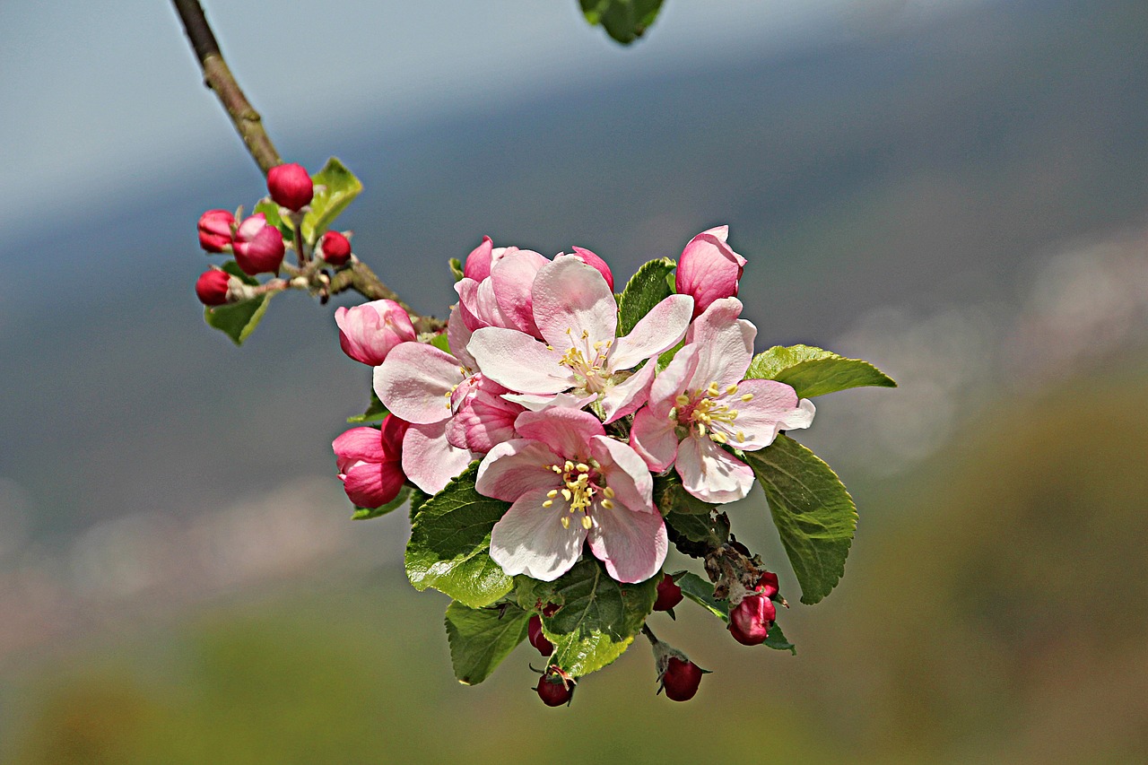 flowers  flora  apple blossom free photo