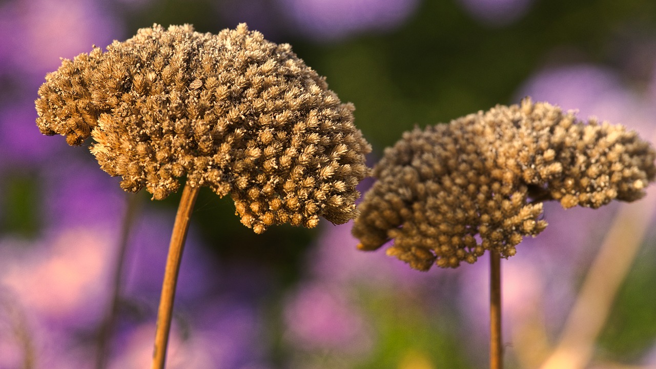 flowers  dry  seeds free photo