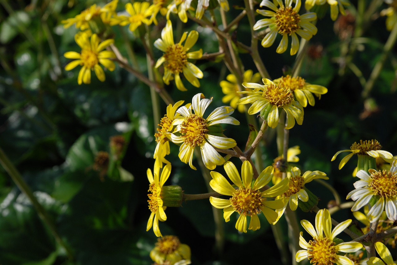 flowers  flower  landscape free photo