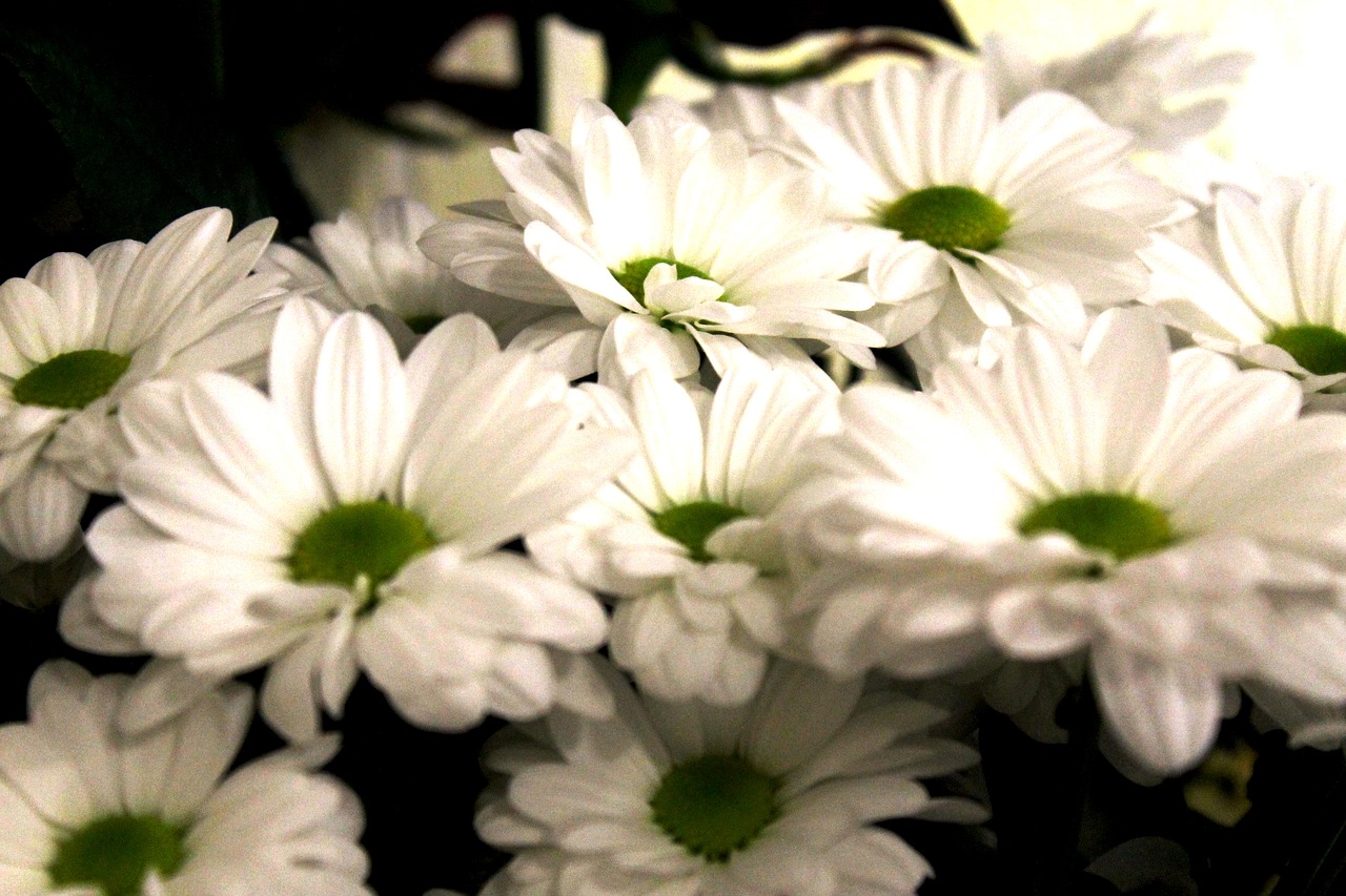 flowers  chrysanthemum  autumn free photo